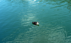 福井県庁お堀４月上旬01