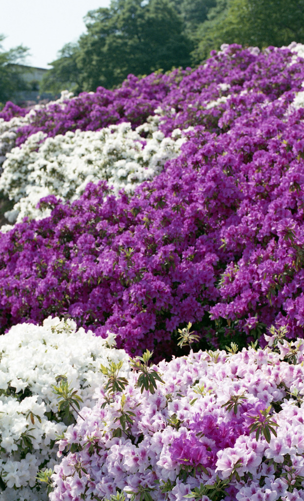 鯖江　西山公園01