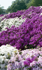 鯖江　西山公園01