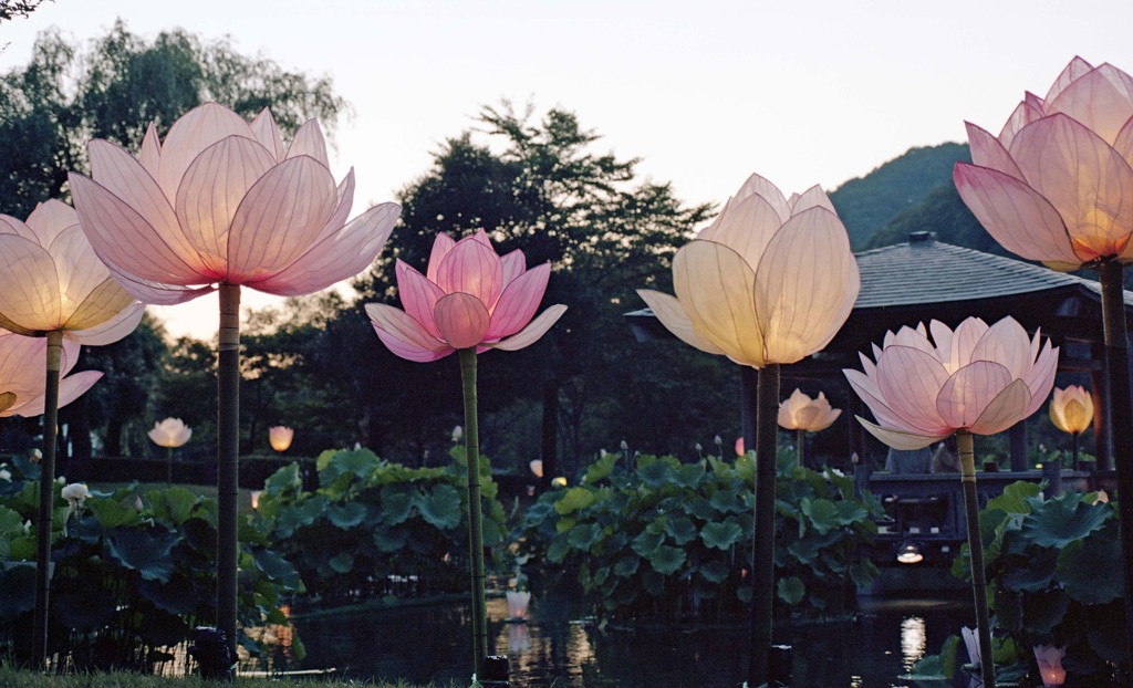 南越前町　花はす公園Ｈ23.7.17　09