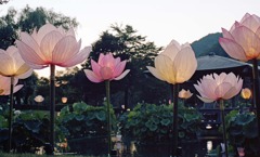 南越前町　花はす公園Ｈ23.7.17　09