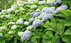 ゆりの里公園　Ｈ23.6.12　02