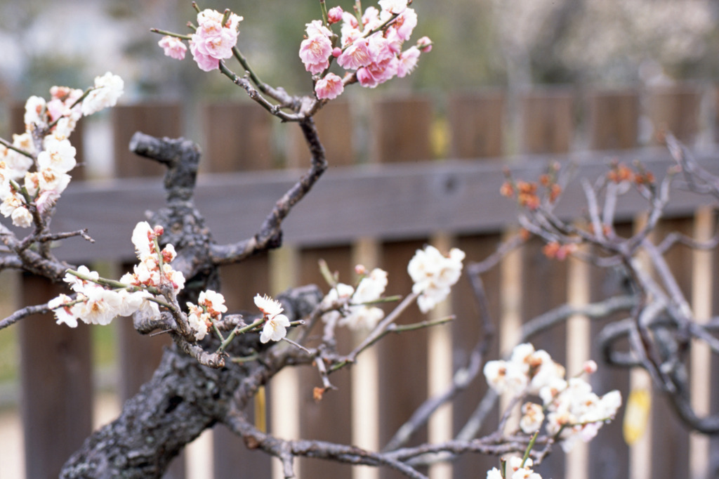 福井県総合グリーンセンターH23.4.2　03