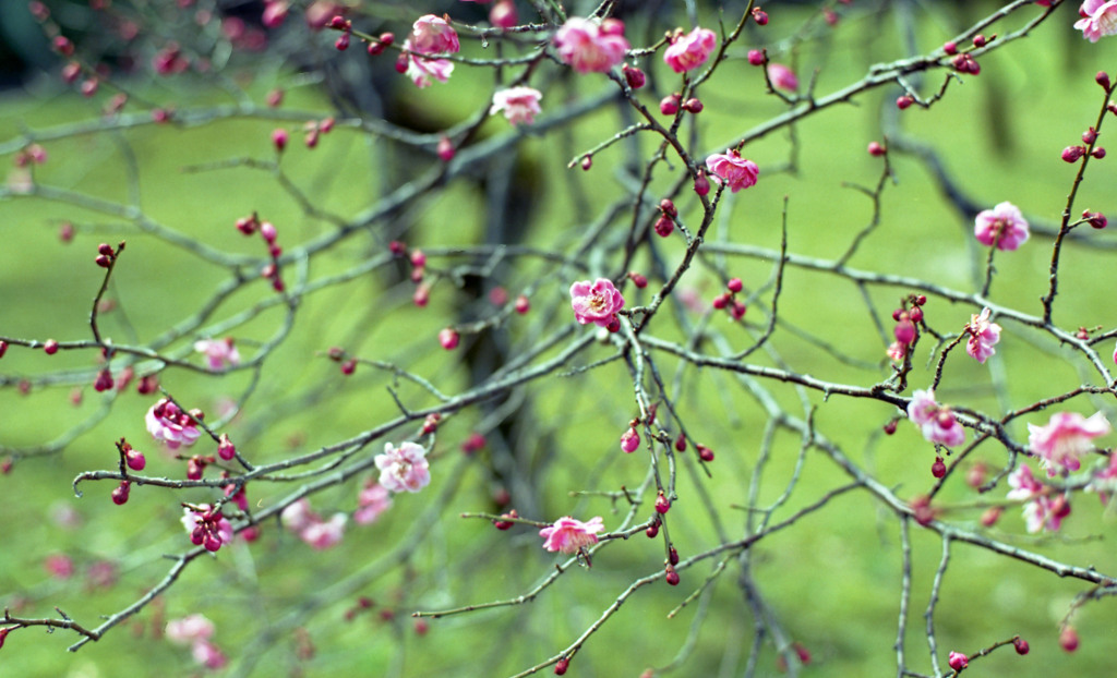 福井市中央公園４月上旬04
