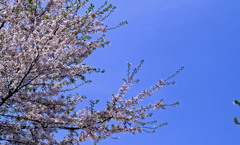富山県　相倉合掌造り集落Ｈ24.4.29　07