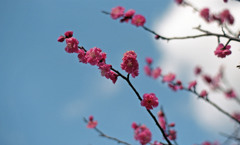 福井市中央公園４月上旬05