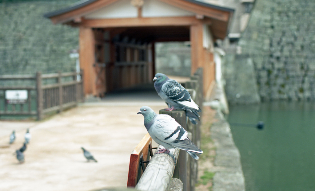 福井県庁お堀４月上旬02