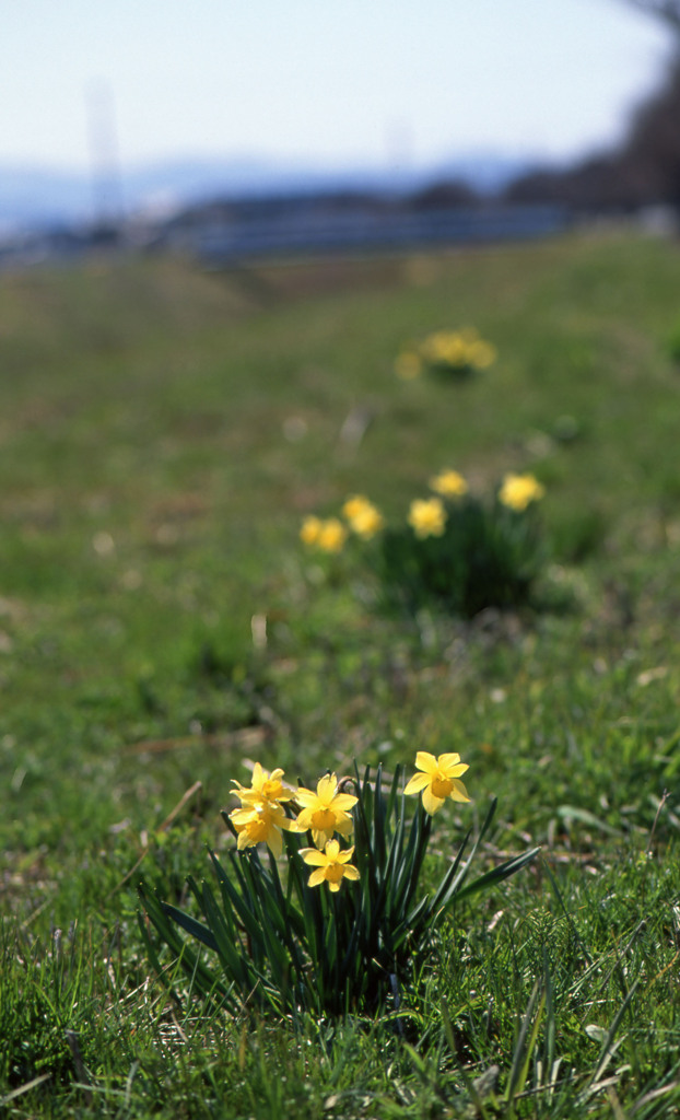 坂井市坂井町長屋Ｈ24.4.8　01