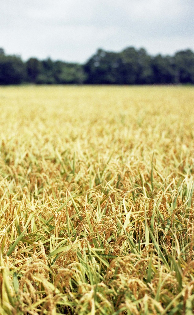 北潟湖周辺（Ｈ23.8.16）