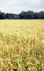 北潟湖周辺（Ｈ23.8.16）