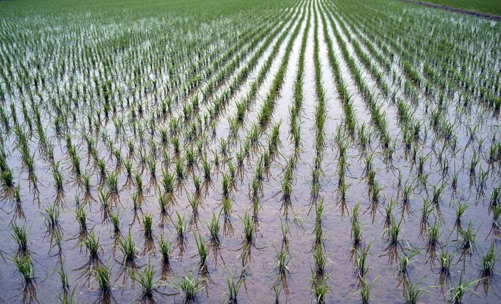 水田