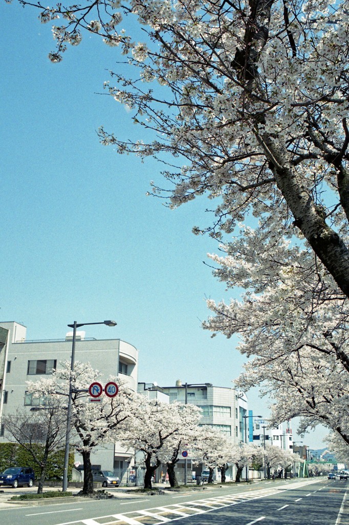 福井市　さくら通り04