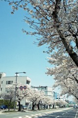 福井市　さくら通り04