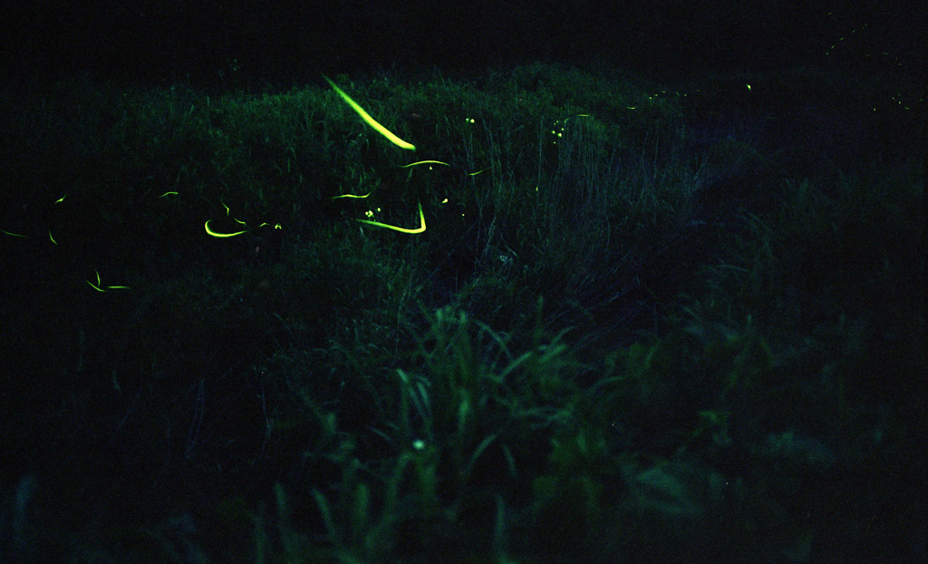 ホタル　Ｈ23.6.11