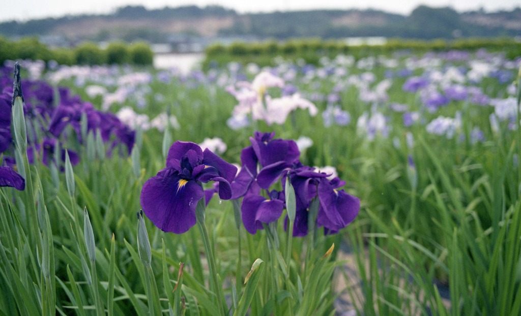 北潟湖畔花菖蒲園　6月中旬頃02