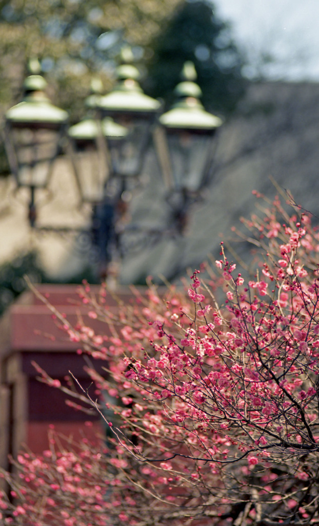 福井市中央公園４月上旬14