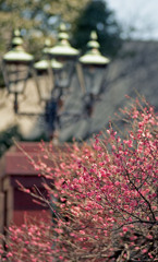 福井市中央公園４月上旬14