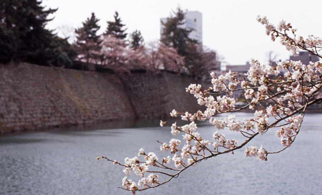 福井城址　Ｈ25.04　02