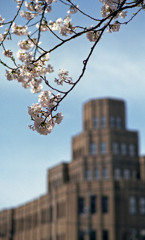 福井市さくら通り４月中旬04