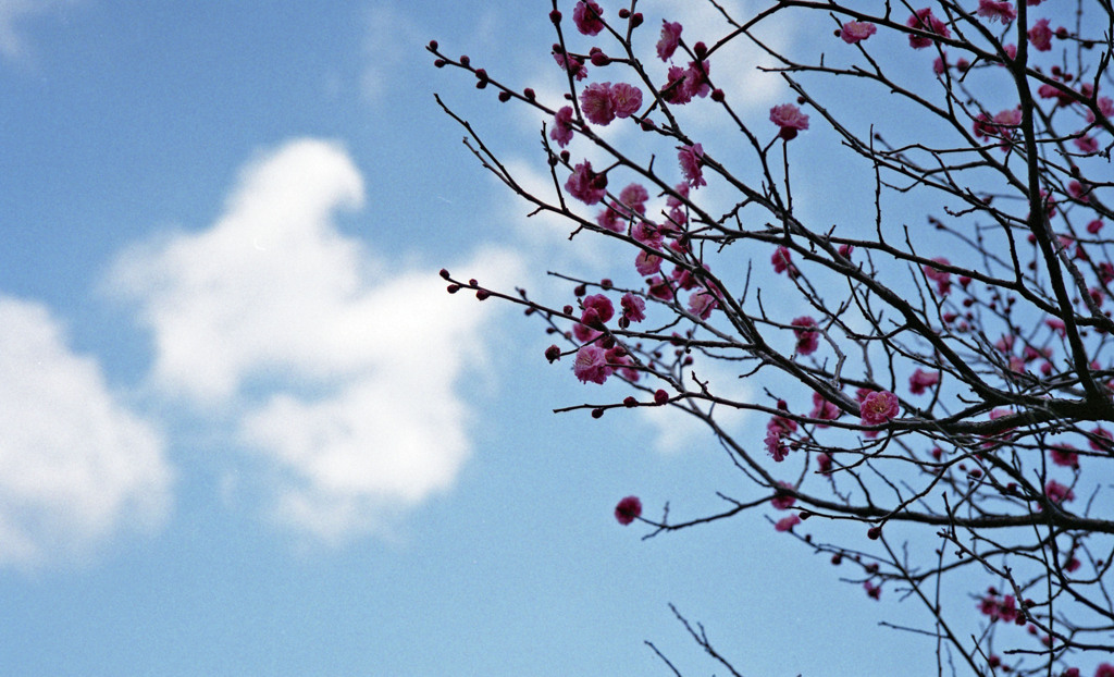 福井市中央公園３月頃01