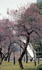 福井市中央公園４月上旬15