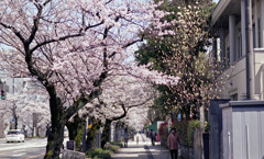 福井市さくら通り４月中旬05