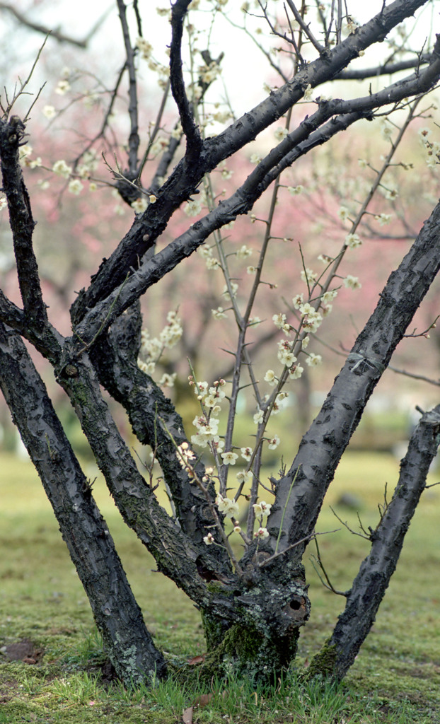 福井市中央公園４月上旬17