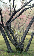 福井市中央公園４月上旬17