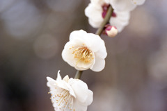 福井県総合グリーンセンター01