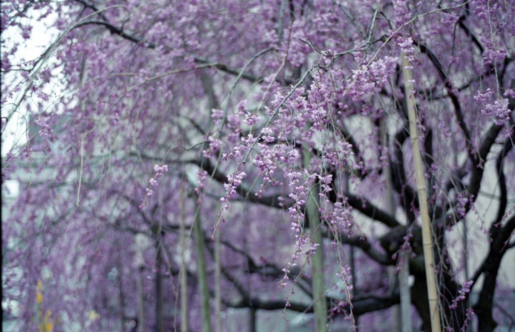 佐佳枝廼社　枝垂桜