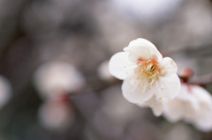 福井県総合グリーンセンターH23.4.2　02