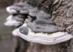 サルノコシカケ？