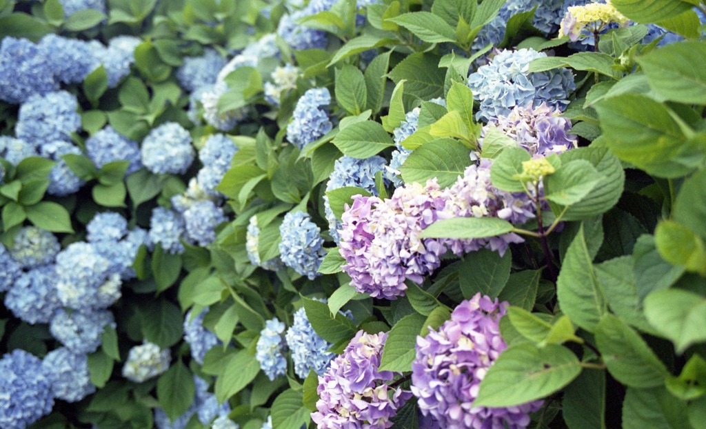 ゆりの里公園　6月中旬頃02