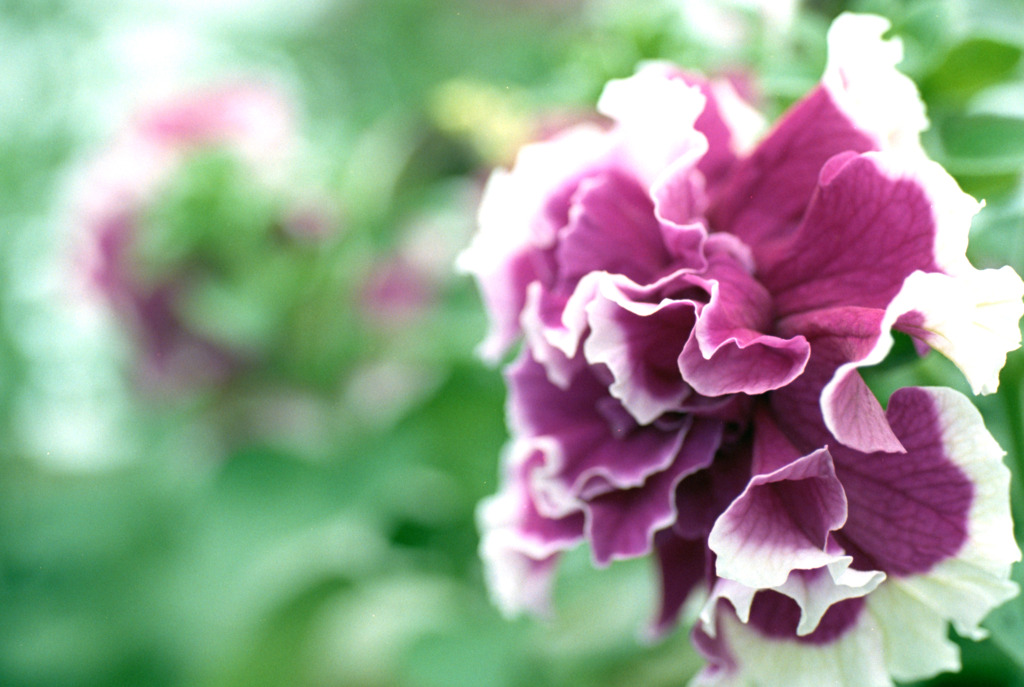 福井県総合グリーンセンター14