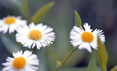 足羽川　板垣橋河川敷01