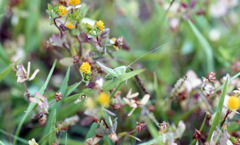 足羽川　板垣橋河川敷05