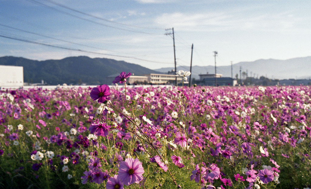 コスモス畑　早朝02