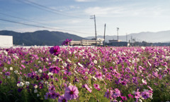 コスモス畑　早朝02