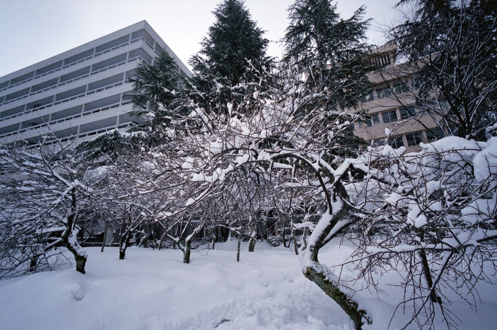 福井市中央公園１月頃