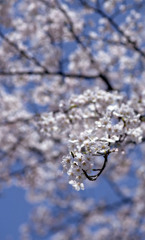 福井市さくら通り４月中旬03