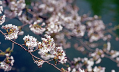 福井県庁お堀４月中旬02