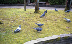 福井市中央公園３月頃02