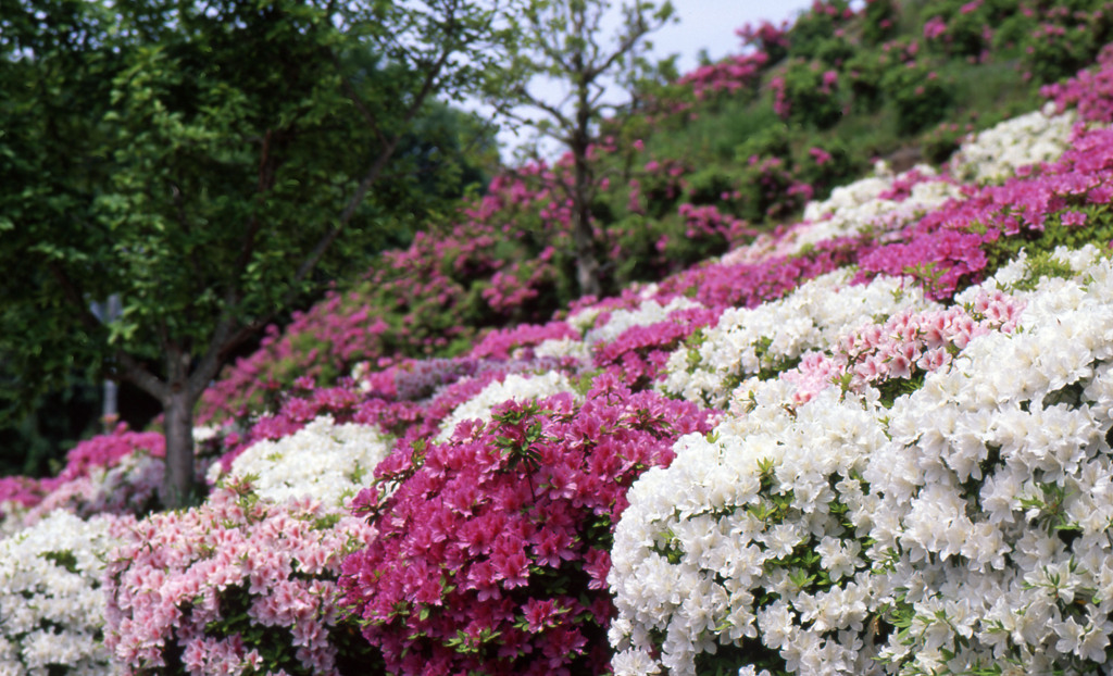 鯖江市西山公園Ｈ24.5.13　11