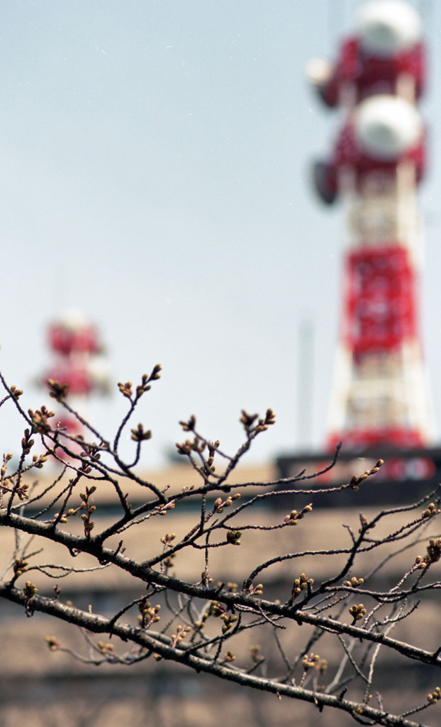 福井県庁お堀４月上旬04