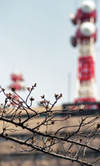 福井県庁お堀４月上旬04