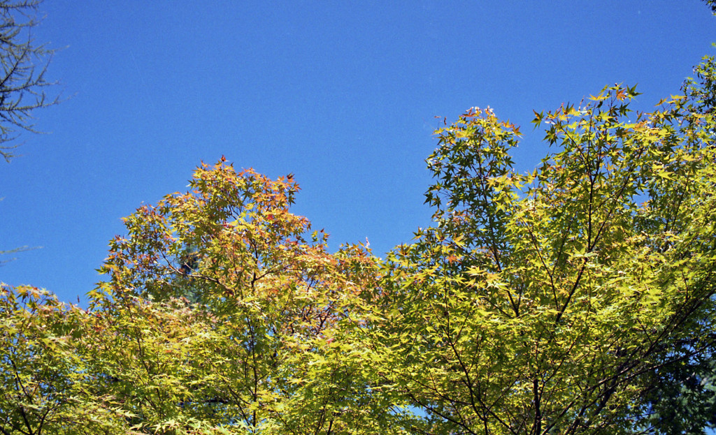 福井市中央公園　10月下旬01