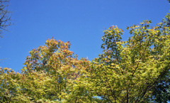 福井市中央公園　10月下旬01