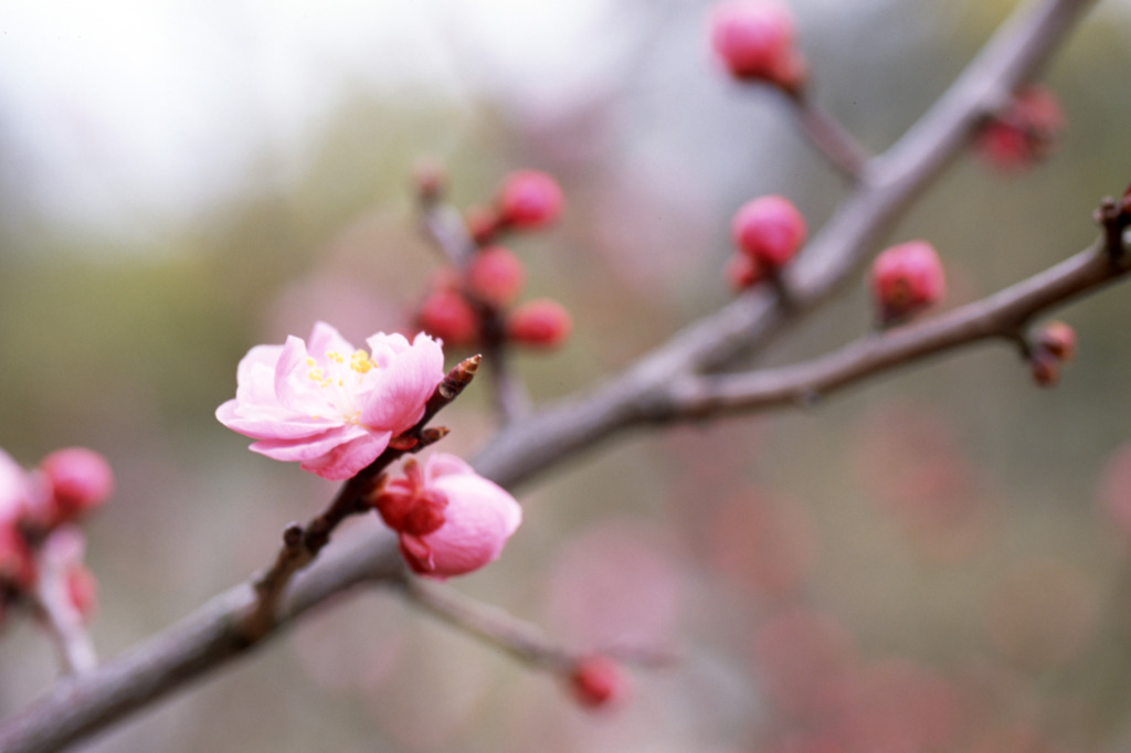 福井県総合グリーンセンターH23.4.2　04