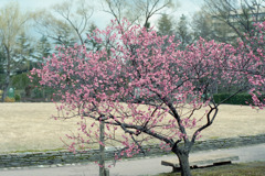 福井市中央公園　梅　３月中旬03