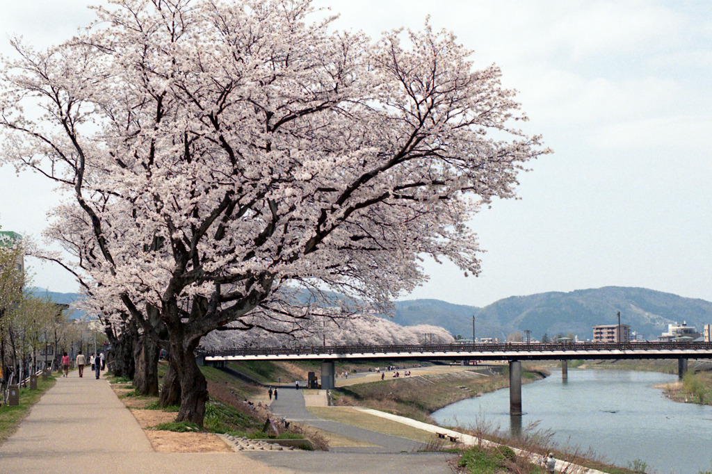 足羽川　桜並木01